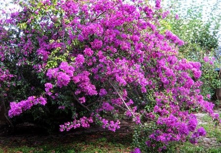 Purple Bougainvillea - purple, flowers, plants, bougainvillea