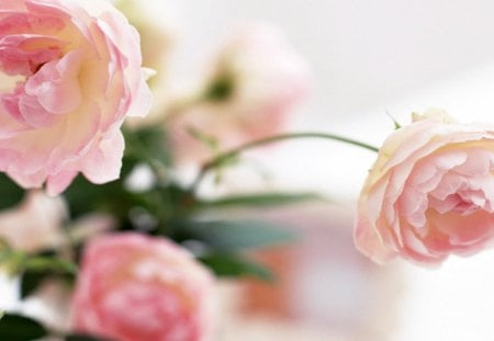 Peonis - peonies, flowers, pretty, other