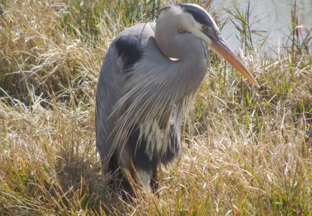 Blue Heron at Eufala - bird, nature, blue, animals