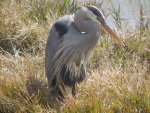 Blue Heron at Eufala