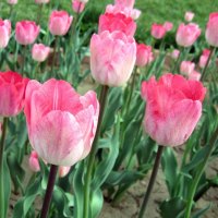 Pink Tulips