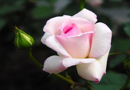 pink white rose - beautful, buds, pretty, soft pink