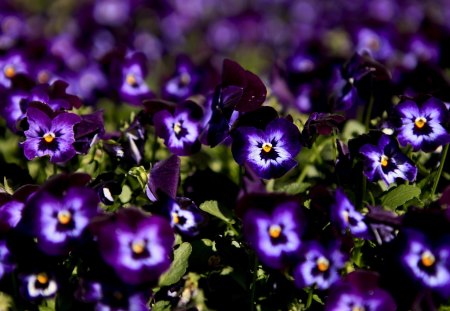 ~Beautiful Pansies~ - purple, pretty, petals, flowers, spring, pansies