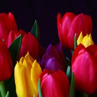 color full tulips