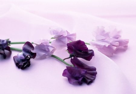 Purple Flowers - purple, other, flower, pink