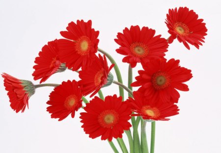 Red Flowers - pretty, other, red, gerberas