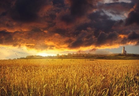 Sunset - sunset, landscape, clouds, corn