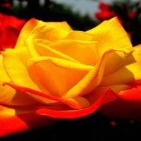 Red Yellow Rose