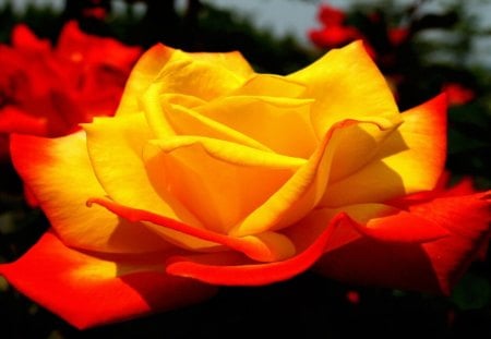 Red Yellow Rose - firey, yellow, other, red