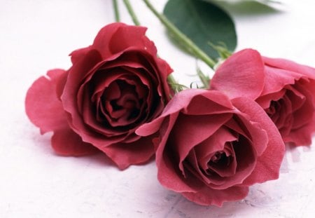 Three Roses - pretty, dark pink, other, beautiful