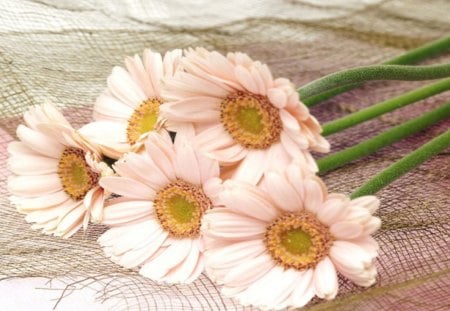 Romantic Flower Setting - decoration, netting, gerberas, romantic