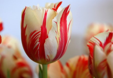 Tulips - white, yellow, red, Parrot, stripes