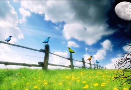 Summer Sweet Meadow - birds, summer, meadows, fence, sweet