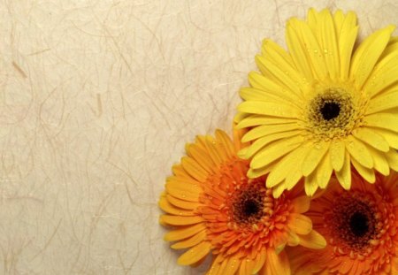 yellow and orange Gerberas - three, flowers, background, pretty