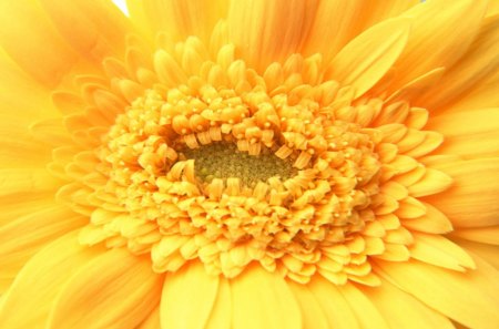 Yellow Gerbera - flower, yellow, orange, bright