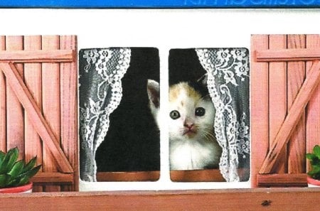 Calico kitten looking out of window