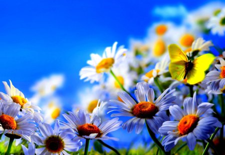 SPRING GLORY - daisies, butterfly, flowers, spring