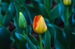 Tulip