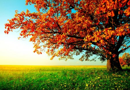 AUTUMN TREE - landscape, field, tree, autumn