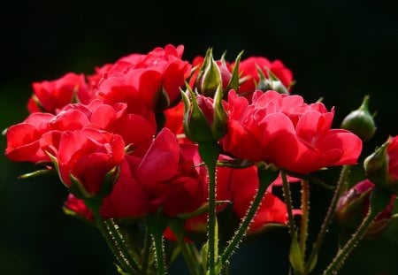 red roses - roses, flowers, nature, red