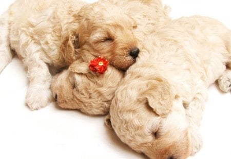 ~Cute Sleeping Puppies! - aniaml, cute, dog, puppies