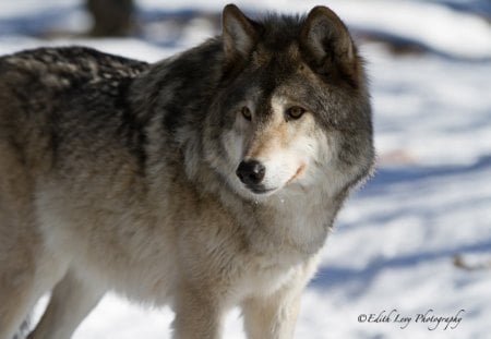 Wolf in Snow - wolves, nature, predator, grey, wild, winter