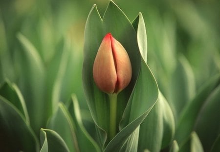 Tulpen