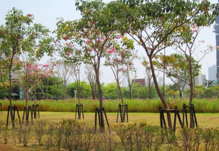 City garden - flowers, colorful, garden, tree, building, City