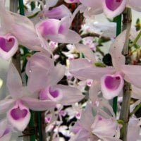 Pink heart-shaped orchids