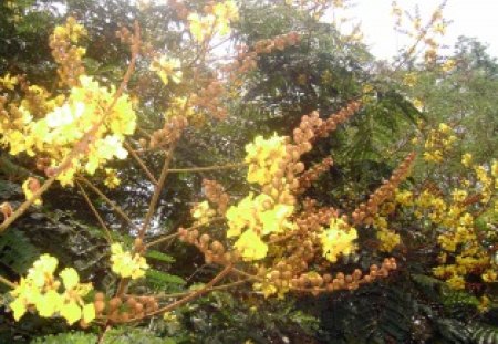 Yellow flower - trees, sunny, yellow, Facebook page, yellow flowers, flower, leaves, nature wallpaper, green, bunch of flowers, sunny day