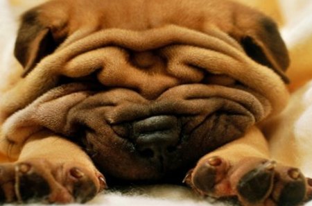 All Wrinkles - sleeping, brown, sharpei, cute