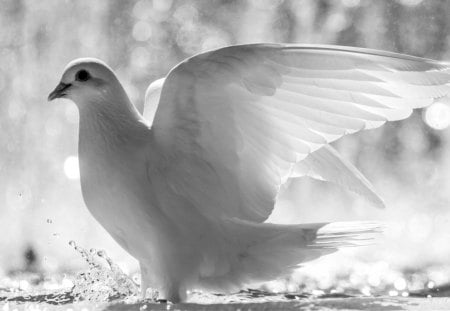 White dove - white, dove, animal, black, bird