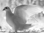 White dove