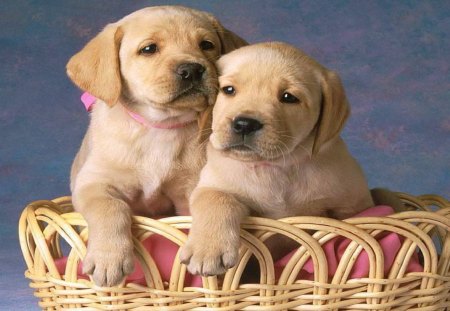 Two cute puppes in basket - cute, puppies, wicker basket, other