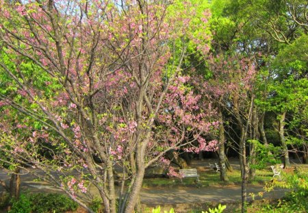 Spring - flowers, trees, Spring, chair