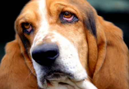 Basset - long ears, basset hound, sad eyes, drooping