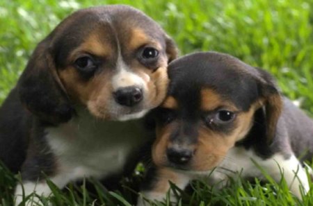 Beagle puppies - cute, other, puppies, grass