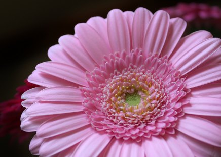 Flower - photo, leaf, flower, nature