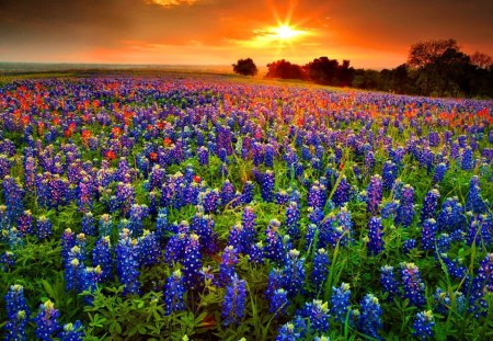 Field of flowers - pretty, summer, beautiful, sunrise, lovely, light, flowers, glow, sunset, nature, field, nice, sun, sky, lupin