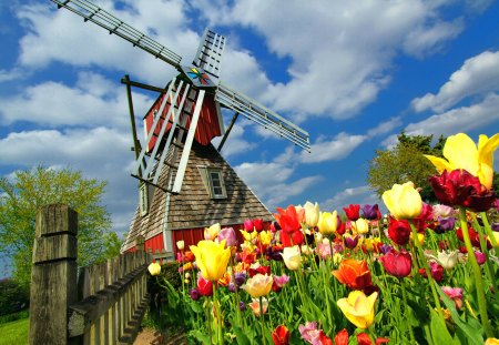 Windmill and tulips - nice, sky, fence, colorful, tulips, summer, mill, lovely, nature, pretty, holland, clouds, beautiful, windmill, flowers, photo