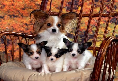 Mama with puppies - Rattan chair, autumn leafs, cushion, Chihuahua, chair