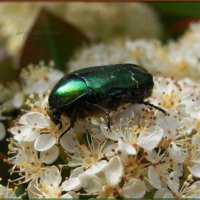 Cetonia aurata - insetto