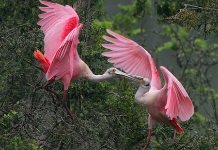 It's my Branch not Yours - Trees, Roseate Spoonbill, wings, Pink, Bird, Flight