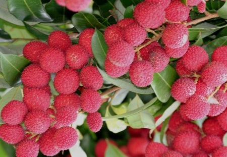 Lychee - tree, garden, lychee, fruit