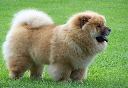 Chow-Chow on grass - thick fur, blue tongue, grass, other