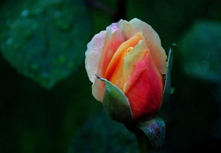 Ready to Open - fragrant, pink, petals, leaves, orange, green, bud, rose