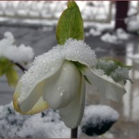 Elleboro fiorito sotto la neve