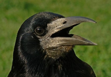 Raven - Raven, Head, Black, Noisy, Beak, Large, Raucous, Cheeky, Eye