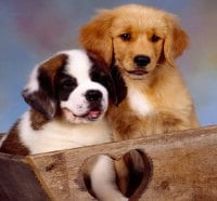 cute dogs