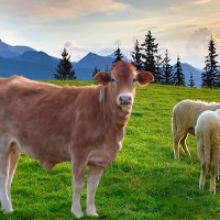 Sharing the Pasture